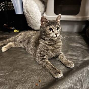 Domestic Short Hair Cats Available for Adoption - Cherry Pie | PetCurious