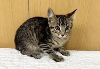 BOBBY -  Domestic Short Hair Cat for Adoption in Brentwood, Missouri - BOBBY | PetCurious