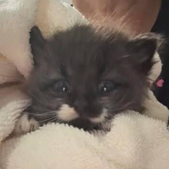 Domestic Medium Hair Cats Available for Adoption in Beulaville, North Carolina - Charli | PetCurious