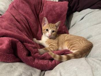 MEU -  Domestic Short Hair Cat for Adoption in Westminster, Maryland - MEU | PetCurious