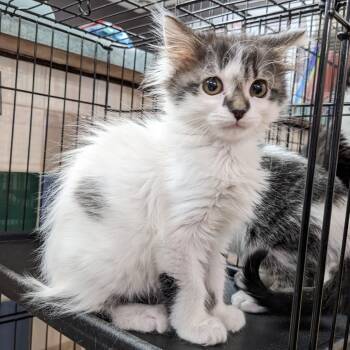 Rescue Domestic Long Hair Cats for Adoption in Union, Missouri - Bunny LR 2 | PetCurious