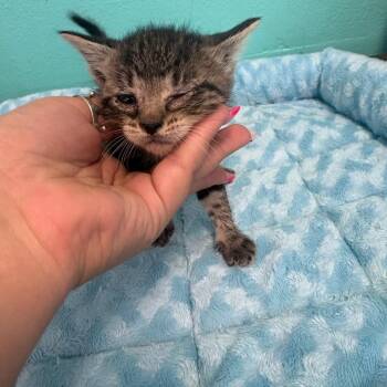 Ziggy -  Domestic Short Hair Cat for Adoption in Lake Jackson, Texas - Ziggy | PetCurious