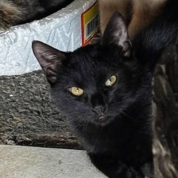Valley -  Domestic Short Hair Cat for Adoption in Tucson, Arizona - Valley | PetCurious