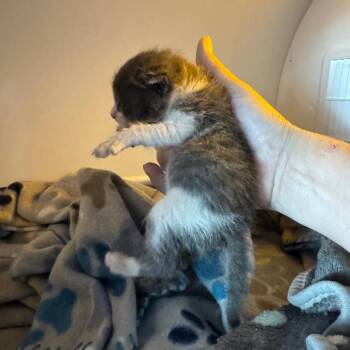 Bingo -  Domestic Short Hair Cat for Adoption in Redwood Valley, California - Bingo | PetCurious