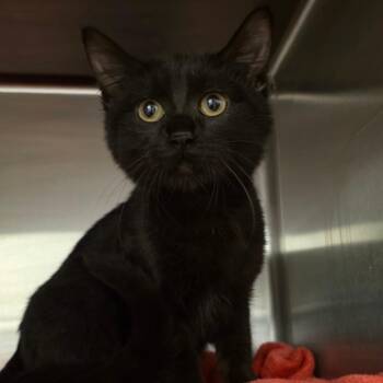 Dolores -  Domestic Medium Hair Cat for Adoption in Council Bluffs, Iowa - Dolores | PetCurious