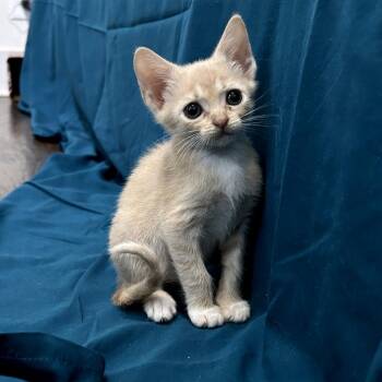 Bean -  Domestic Short Hair Cat for Adoption in Okmulgee, Oklahoma - Bean | PetCurious