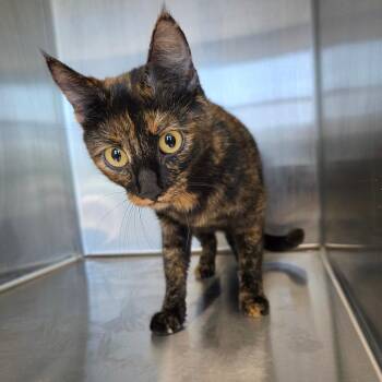 Katniss -  Domestic Short Hair Cat for Adoption in Sand Springs, Oklahoma - Katniss | PetCurious