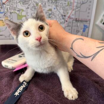 Domestic Short Hair Cats Available for Adoption in Mankato, Minnesota - Opossom | PetCurious