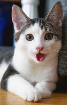 Tank (& Caboose) -  Domestic Short Hair Cat for Adoption in Chicago, Illinois - Tank (& Caboose) | PetCurious