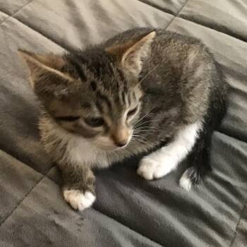 Salad -  Domestic Short Hair Cat for Adoption in Los Angeles, California - Salad | PetCurious