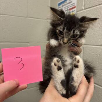 Lou -  Domestic Medium Hair Cat for Adoption in Bristol, Indiana - Lou | PetCurious