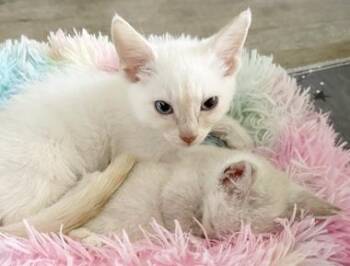 Rescue Domestic Medium Hair Cats for Adoption in North Highlands, California - Flash & MrKitty | PetCurious