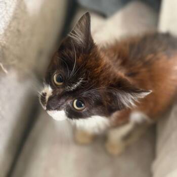 Frank -  Domestic Short Hair Cat for Adoption in Parrish, Alabama - Frank | PetCurious