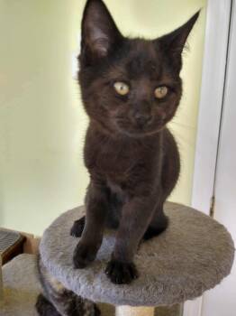 Rescue Domestic Short Hair Cats for Adoption in Oakboro, North Carolina - Clint | PetCurious