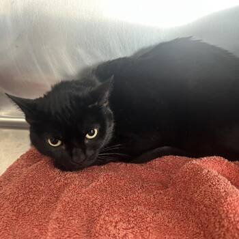 Vader -  Domestic Short Hair Cat for Adoption in Sarasota, Florida - Vader | PetCurious
