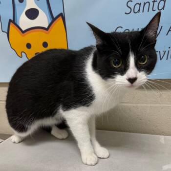 Tia -  Domestic Short Hair Cat for Adoption in Milton, Florida - Tia | PetCurious