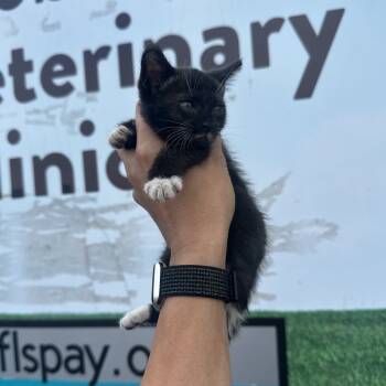 Rescue Domestic Short Hair Cats for Adoption in North Port, Florida - Milkshake | PetCurious