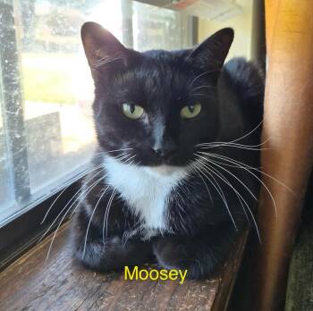Domestic Short Hair Cats Available for Adoption - Moosey | PetCurious