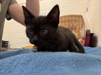 Toaster Strudel -  Domestic Short Hair Cat for Adoption in Santa Rosa, California - Toaster Strudel | PetCurious