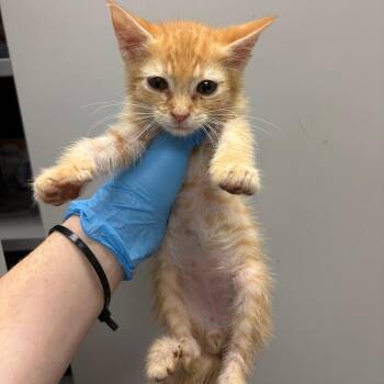 Triangle -  Domestic Short Hair Cat for Adoption in Columbiana, Alabama - Triangle | PetCurious