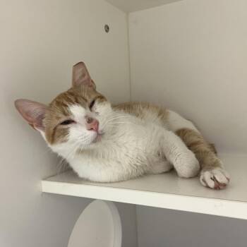 Vanilla Starlight -  Domestic Short Hair Cat for Adoption in Philadelphia, Pennsylvania - Vanilla Starlight | PetCurious
