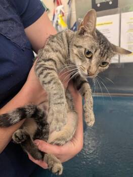 Penelope -  Domestic Short Hair Cat for Adoption in Mobile, Alabama - Penelope | PetCurious
