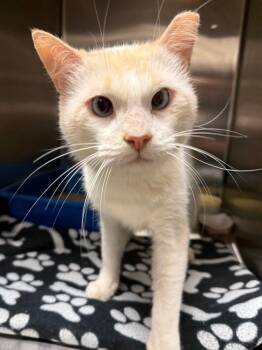 Crazy Eyes -  Domestic Short Hair Cat for Adoption in Ocala, Florida - Crazy Eyes | PetCurious