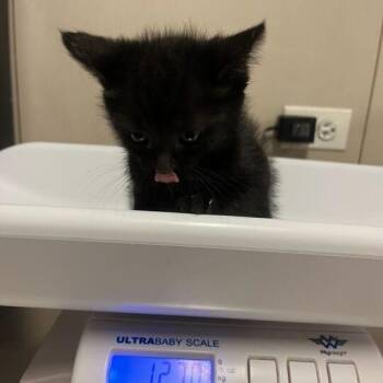 Amya -  Domestic Short Hair Cat for Adoption in Chicago, Illinois - Amya | PetCurious