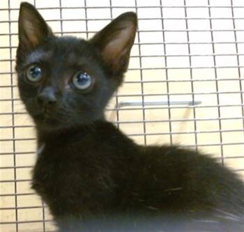 BEBE -  Domestic Short Hair Cat for Adoption in Doral, Florida - BEBE | PetCurious