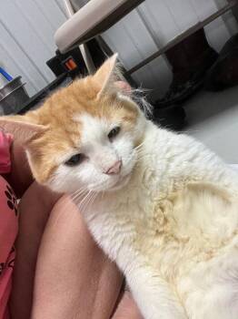 Domestic Short Hair Cats Available for Adoption in Cromwell, Kentucky - Borris | PetCurious