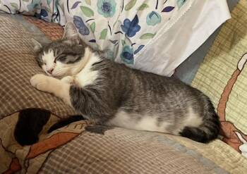 Smokey -  Domestic Short Hair Cat for Adoption in Mount Airy, Maryland - Smokey | PetCurious