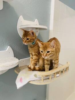 Mango and Melon -  Domestic Short Hair Cat for Adoption in Fort Worth, Texas - Mango And Melon | PetCurious