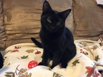 Max -  Domestic Short Hair Cat for Adoption in Blaine, Minnesota - Max | PetCurious