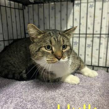 Domestic Short Hair Cats Available for Adoption - Hulk | PetCurious