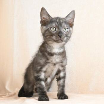 Percival -  Domestic Medium Hair Cat for Adoption in Mobile, Alabama - Percival | PetCurious