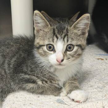Paxil -  Domestic Short Hair Cat for Adoption in Marion, Virginia - Paxil | PetCurious