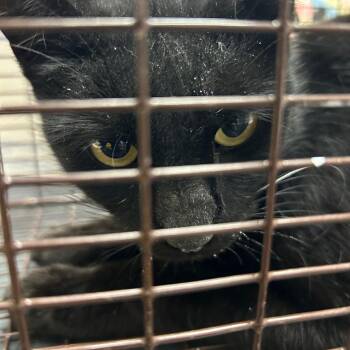 Domestic Short Hair Cats Available for Adoption - Dakota Fanning | PetCurious