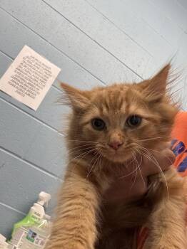 Flambo -  Domestic Medium Hair Cat for Adoption in Evansville, Indiana - Flambo | PetCurious