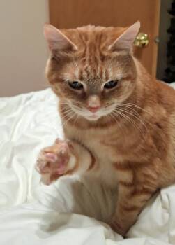 Domestic Short Hair Cats Available for Adoption - Clementine | PetCurious