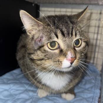 Doyle -  Domestic Short Hair Cat for Adoption in Bismarck, North Dakota - Doyle | PetCurious