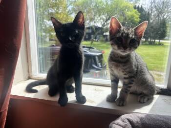 Clover (tabby) & Sprout (black) -  Domestic Short Hair Cat for Adoption in Hermitage, Pennsylvania - Clover (tabby) & Sprout (black) | PetCurious