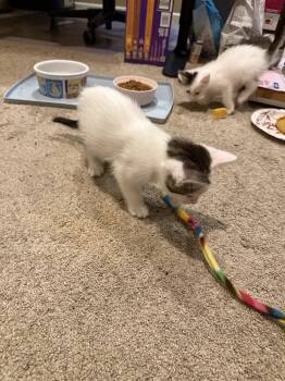 Crescendo -  Domestic Short Hair Cat for Adoption in Broomall, Pennsylvania - Crescendo | PetCurious