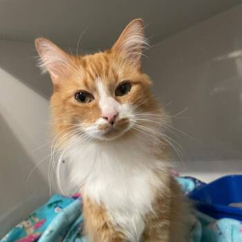 Domestic Long Hair Cats Available for Adoption in Corpus Christi, Texas - Boo Boo | PetCurious