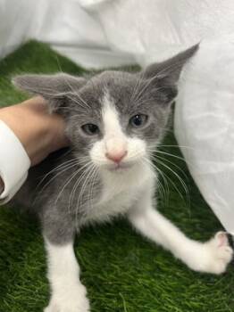 Rescue Domestic Short Hair Cats for Adoption in Gainesville, Florida - Punky | PetCurious