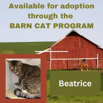 BEATRICE BARN CAT -  Domestic Short Hair Cat for Adoption in Westminster, Maryland - BEATRICE BARN CAT | PetCurious