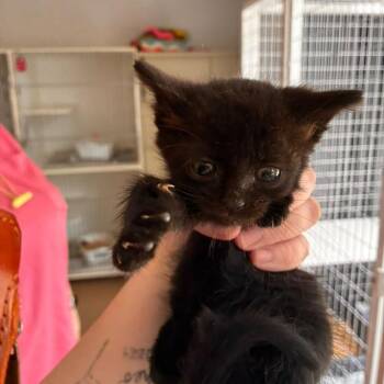 Toothless -  Domestic Short Hair Cat for Adoption in Gadsden, Alabama - Toothless | PetCurious