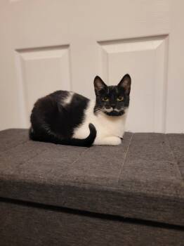 Domestic Short Hair Cats Available for Adoption - Spring | PetCurious