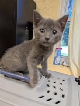 DRAYDEN -  Domestic Short Hair Cat for Adoption in Cookeville, Tennessee - DRAYDEN | PetCurious