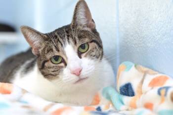 Maggie -  Domestic Short Hair and Tiger Cat for Adoption in Sanford, Florida - Maggie | PetCurious