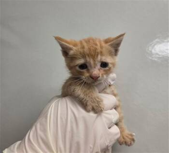 POMELO - NEEDS A FOSTER -  Domestic Short Hair Cat for Adoption in Ontario, California - POMELO - NEEDS A FOSTER | PetCurious